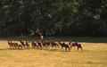Herd of Roosevelt Elk