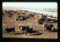 Beef cattle in Hermiston Experiment Station, Hermiston, Oregon, 1974