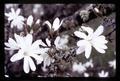 Closeup of star magnolia at Lewis Brown Farm, Corvallis, Oregon, circa 1970