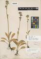 Swertia ovalifolia Greene
