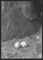 Turkey vulture nest and eggs