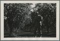 Prune harvesting, 1939