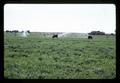 Hereford beef cattle in irrigated pasture near Hermiston, Oregon, circa 1970