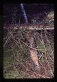 Fallen Douglas fir chewed by beavers in Starker Forest, Corvallis, Oregon, May 1978