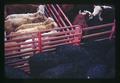 Three breeds of cattle at Madras Livestock Auction, Madras, Oregon, February 1972