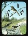 Song Sparrow