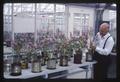 Examining flowers inside a greenhouse, circa 1965