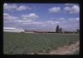 Sugar beet field, Ontario, Oregon, 1971