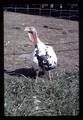 Turkey with chimera (white and brown), Oregon State University, Corvallis, Oregon, October 1971