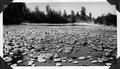 South Santiam above Marks Slough