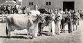 Class of producing dairy cattle