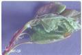Archips argyrospilus (Fruit-tree leafroller)