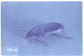 Harpalus basilaris (Ground beetle)