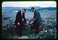 Dr. J. Ritchie Cowan and Dr. Wilbur T. Cooney with winter flax, circa 1965