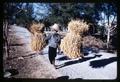 Farmer carrying rice bundles, Thailand, 1960