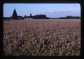 Red Clover seed field, Oregon, 1979