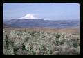Cherries blooming and Mount Hood, The Dalles, Oregon, circa 1973