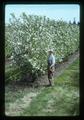 Technician with apple hedgerows, Corvallis, Oregon, 1975