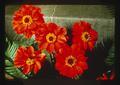 Closeup of orange dahlias, Oregon, 1975