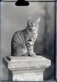 Portrait of a cat on a pedestal