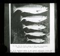 Five species of western salmon