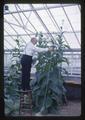 Working with plants inside a greenhouse, circa 1965
