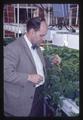 Dr. Harold Evans examining legume nodules in greenhouse, Corvallis, Oregon, 1967