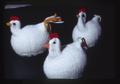 Knitted hens in George Arscott's office, Oregon State University, Corvallis, Oregon, 1973