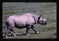 Rhinoceros, Africa, 1976