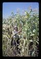 John Yungen in corn patch at Southern Oregon Experiment Station, Medford, Oregon, September, 1967