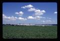 Potato field and new greenhouse across road from Wood Nursery Company, Clackamas County, Oregon, August 1972