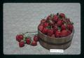 OR-US 2785 strawberries, Oregon, circa 1973