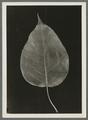 Pyrus serotina pear leaf