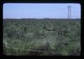 Ryegrass field, Oregon, June 1980