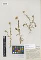 Layia chrysanthemoides (DC.) Gray ssp. maritima D.D. Keck