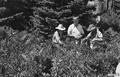 Huckleberry pickers at Larch Mountain