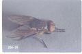 Pollenia rudis (Cluster fly)