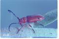 Tetraopes femoratus (Red-femured milkweed beetle)