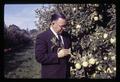Director G. Burton Wood examining Yellow Delicious apples at Lewis Brown farm, 1966