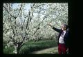 Ed Bonham looking at blooming cherry tree, Oregon circa 1973