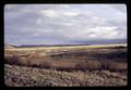 Haystacks and cattle, Morrow County, Oregon, circa 1971