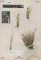 Carex paddoensis Suksd.