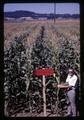 Larry Boersma standing in heated soybean field, Oregon State University, Corvallis, Oregon, circa 1969