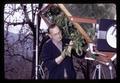 Superintendent Walt Mellenthin examining immature pears, Mid-Columbia Experiment Station, Hood River, Oregon, March 22, 1972