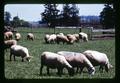Sheep at Hiatt farm, near Scholls, Oregon, circa 1970