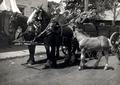 Image of a Clydesdale horse team annotated: "July 4th La Grande Reynolds Team - about 1920"