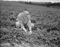 Ralph Clark in Siletz strawberry field