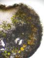 Lecanora cenisia