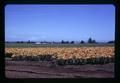 Lilies at DeGraff Farm near Wilsonville, Oregon, circa 1973