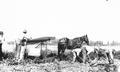 Digging potatoes, Baker County, Oregon